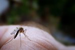 Отдых на природе без комаров